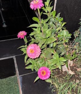 Al Hawiyah Ski Chalet | جنة الطائف