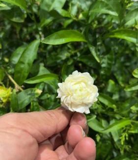 Al Hawiyah Ski Chalet | جنة الطائف