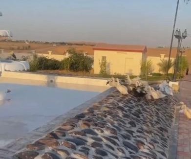 Sharjah Other | مزرعة العائلة