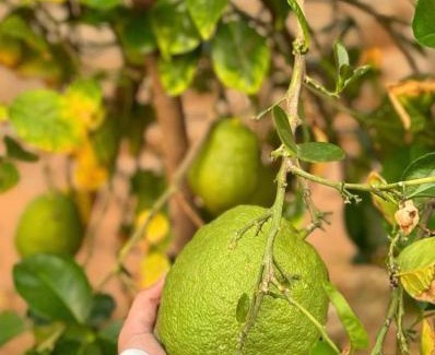 Buraydah Resort | منتجع كسب