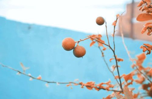 Sadabad House | दाऊजी ब्रज धाम आस्था और शांति