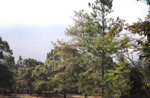 Pang Mu House | สวนสน โฮมสเตย์