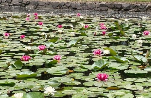 Asahikawa House | 西神楽の杜