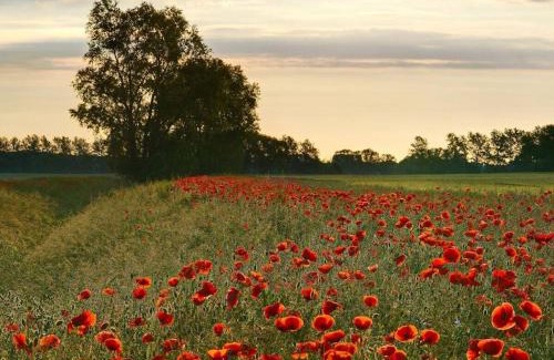 Dreschvitz House | 1-bedroom holiday home