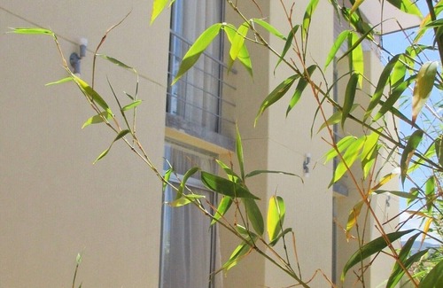 San Jose Apartment | 3 CedarCats Short Stay Apartments