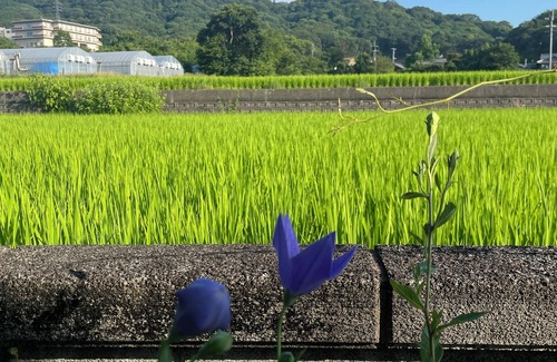 Sanuki Villa | A Japanese garden where you can enjoy nightly illuminations and JAPANDI styles.