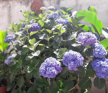 San Roberto Bed & Breakfast | A'Luara