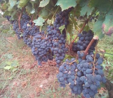 O Savinao House | A Nosa Casa 2