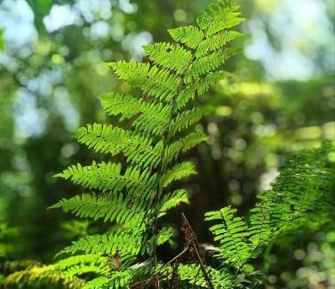 Ponte Branca Other | Acampamento no Camping Natureza Divina