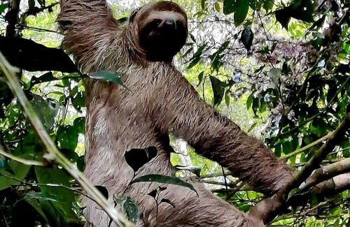 San Isidro de El General Cottage | Acogedoras cabañas de madera Oso Perezoso, listas para su descanso en el campo.