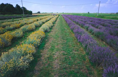 Bellombra Bed & Breakfast | AgriB&B Corte Burchio