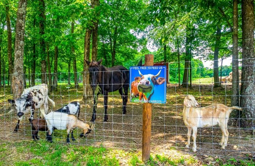 Lindseyville House | Almost Heaven Too 50-Acre Escape with Pond!