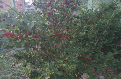 Luis Correia House | Aloha phb Hostel -hospedagem em Conta pra Você Próxima à da Praia de Atalaia