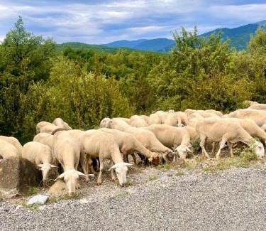 Araguas Apartment | Apartamentos Bajo Peña Apartamentos Sanlorien