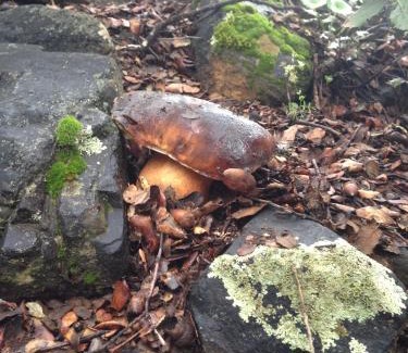 Alia Apartment | Apartamentos Rurales En Plena Sierra