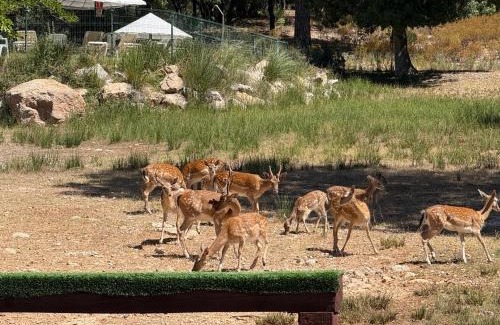 La Iruela Apartment | Apartamentos Rurales el Chaparral
