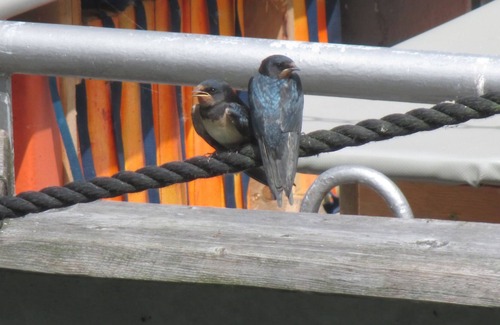 Spandowerhagen Apartment | Apartment / app. for 4 guests with 65m² in Kröslin (68410)