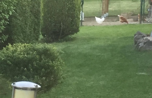 Brey Apartment | Apartment "Forneck" on the Rhinegold arch in Brey