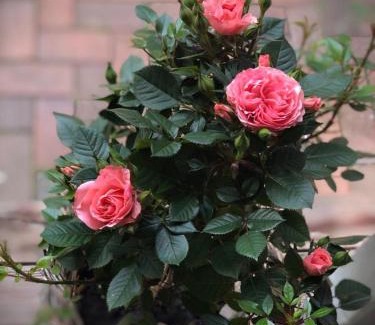 Center Apartment | Apartment Nummer 5