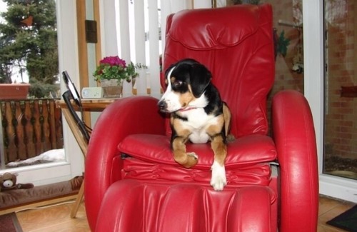 Lubbenau/Spreewald Apartment | Apartment Paradies, Lübbenau old town, children, pets welcome,