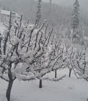 Pahalgam Apartment | Apple Garden view and restaurant