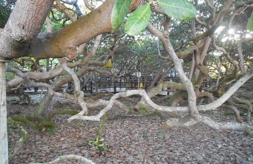 Pirangi do Norte Apartment | apto confortável perto da praia em Pirangi do Norte