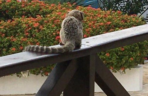 Barra de Tabatinga Apartment | Arituba Tropical , Tabatinga