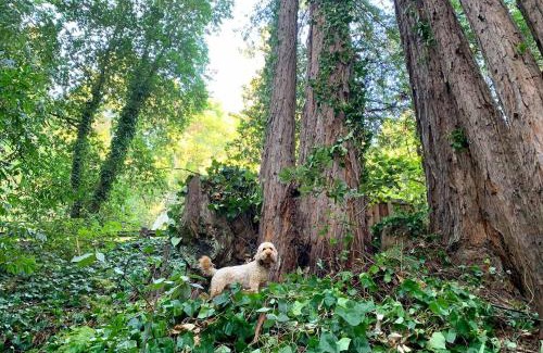 Guerneville House | Artist's Perch
