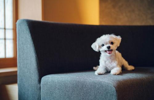 Nakagyo Ward House | Asahi House Kyoto Dog Friendly