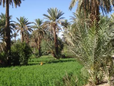 Foum Zguid Bed & Breakfast | AUBERGE IRIKI