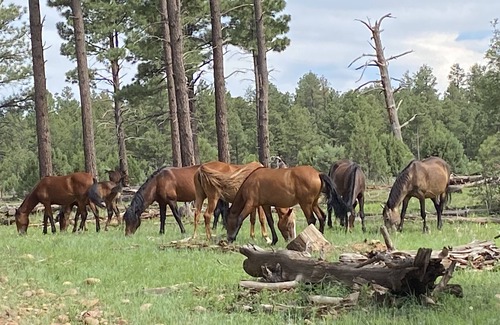 Zane Grey Cabin | Authentic log cabin in private gated community