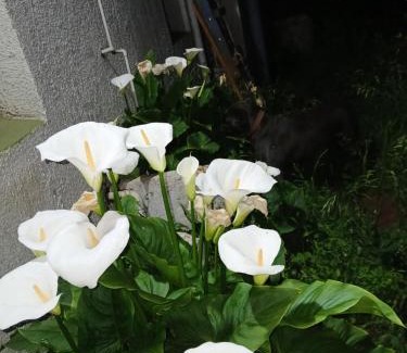 Temuco House | AVENIDA ALEMANIA, Mall y Casino