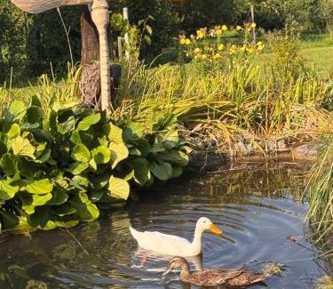 Osterfingen Bed & Breakfast | B&B Bad Tiefenau, HAUS AN DER QUELLE