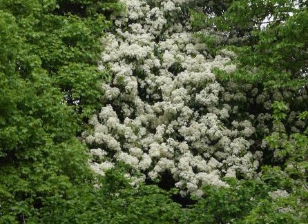 Rosa Bed & Breakfast | B&B Giardino Jappelli (Villa Ca' Minotto)