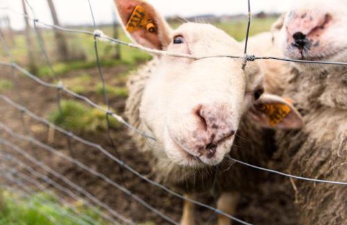 Ronse Bed & Breakfast | B&B Hoeve de Schapenkop