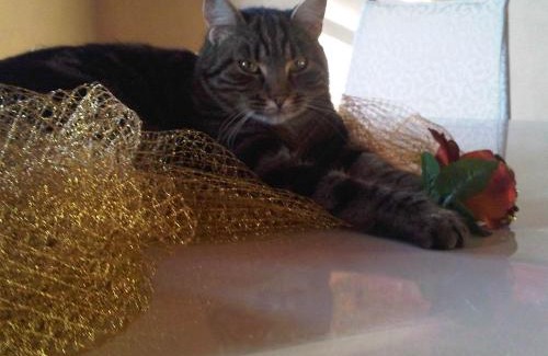 Montopoli in Val d'Arno Bed & Breakfast | B&B Il Moscondoro