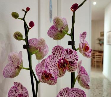 Castellammare di Stabia Bed & Breakfast | B&B Il Vialetto