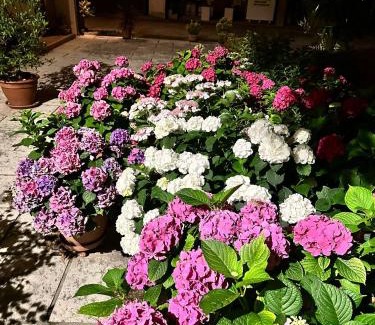 Castagnole Bed & Breakfast | B&B LE ORTENSIE