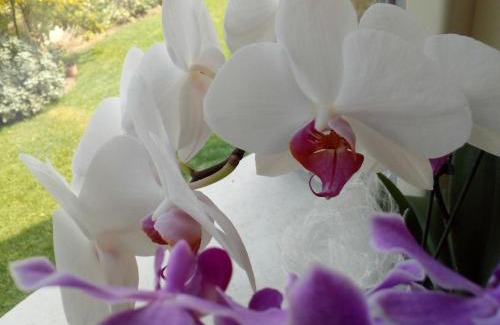 Lugana Bed & Breakfast | B&B Rosalu - Adults Only