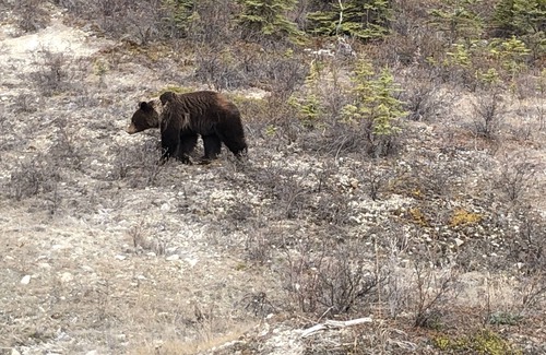 Ninilchik Cabin | Bear Cabin in the Heart of Moose Country Alaska!