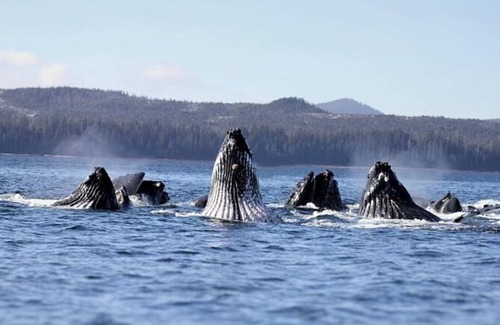 Sitka Boat Rental | Bear Paw Yacht Your All-Inclusive Charter Boat to Explore Sitka Waters