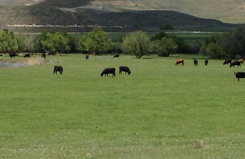 Buffalo House | Beautiful and private guest ranch house on Clear Creek with Mountain views