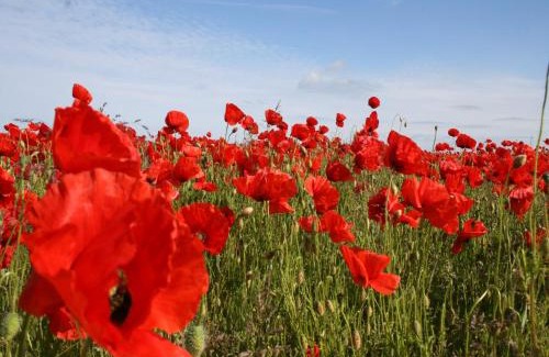 Damgarten Apartment | Beautiful Apartment in Damgarten with Garden