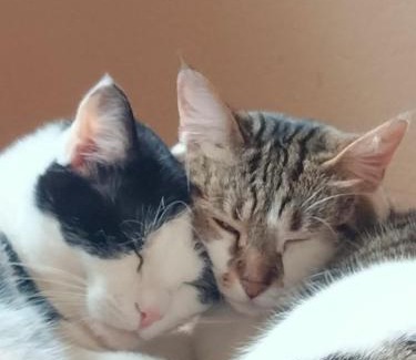 Riva di Tures Hotel | Bergchalet Hotel Reinerhof