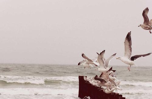 Ostseebad Dierhagen Apartment | BERNSTEIN Penth Nr 34 max 3 Pers