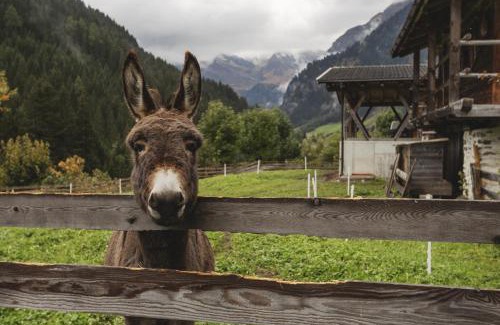 Racines Apartment | Blasigsuite Blasighof