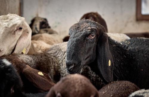 Racines Apartment | Blasigsuite Blasighof