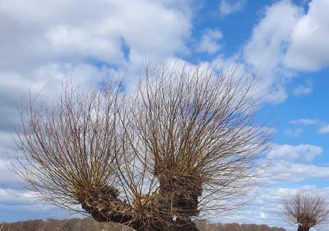 Gross Nemerow Apartment | BlaukehlchenBleibe