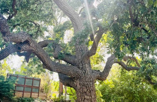 Newhall Cottage | Bluebird Cottage Ancient Oaks/Tranquil/Private