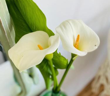 Chantada House | Bodega Sibeiro